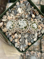 Mammillaria duwei Live Cactus | Rare Seed-Grown Cactus Plant | Flowering Succulent