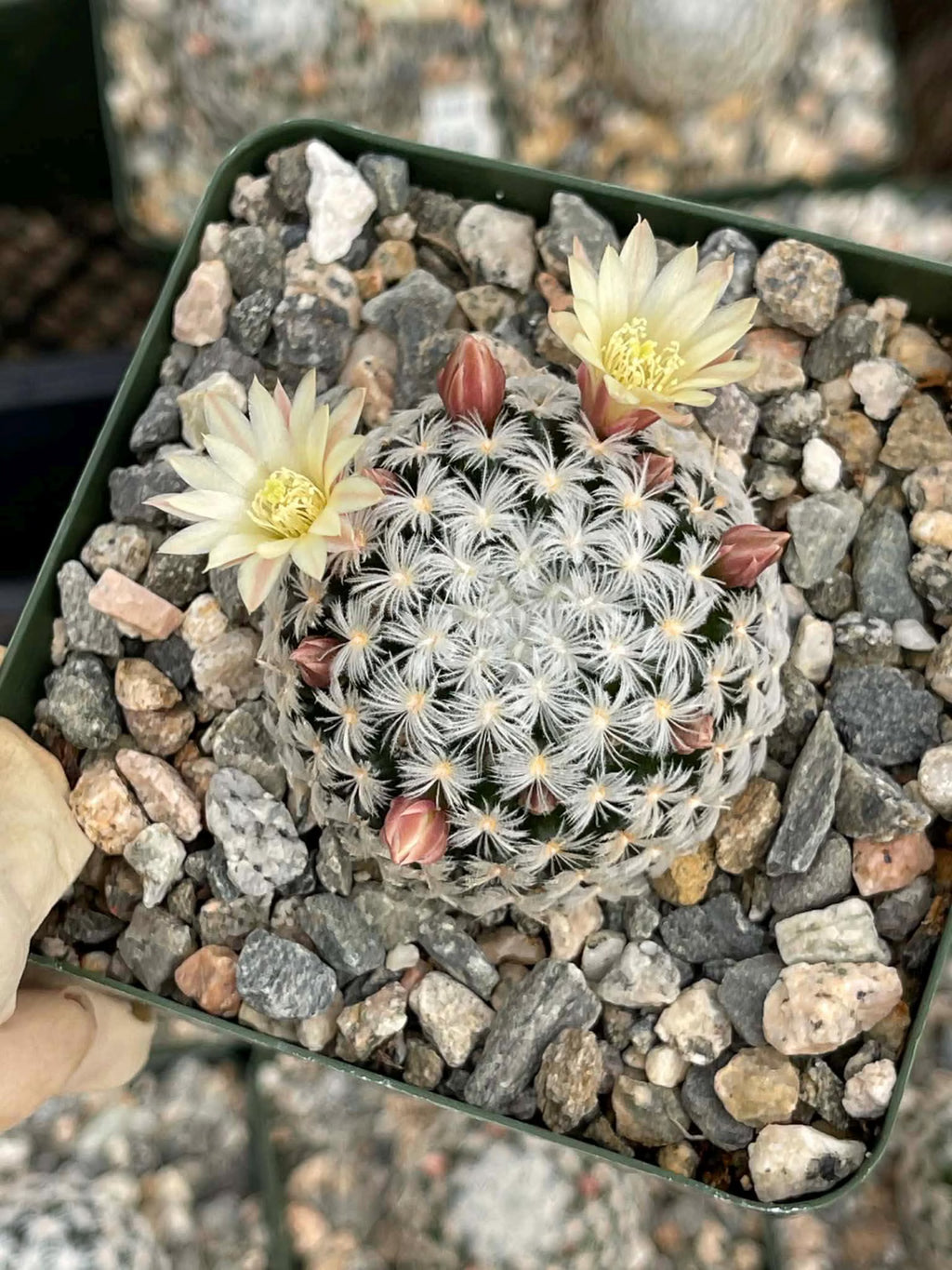 Mammillaria duwei Live Cactus | Rare Seed-Grown Cactus Plant | Flowering Succulent