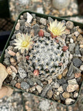 Mammillaria duwei Live Cactus | Rare Seed-Grown Cactus Plant | Flowering Succulent