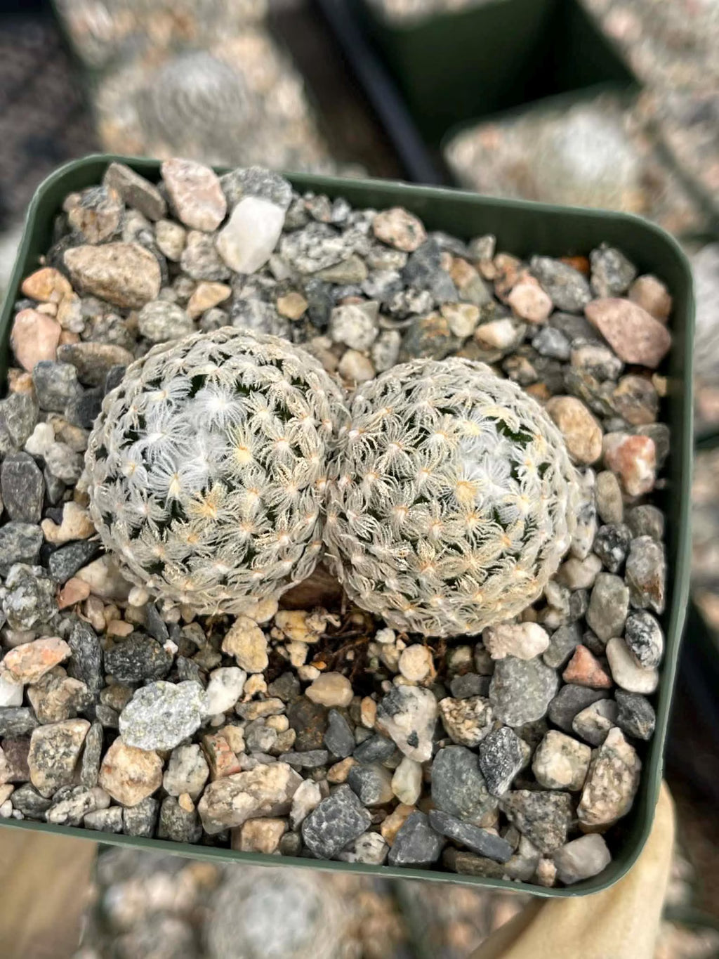 Mammillaria duwei Live Cactus | Rare Seed-Grown Cactus Plant | Flowering Succulent
