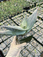 Aloe Karasbergensis Overgrown | Seed Grown Rare Live Succulent Plant