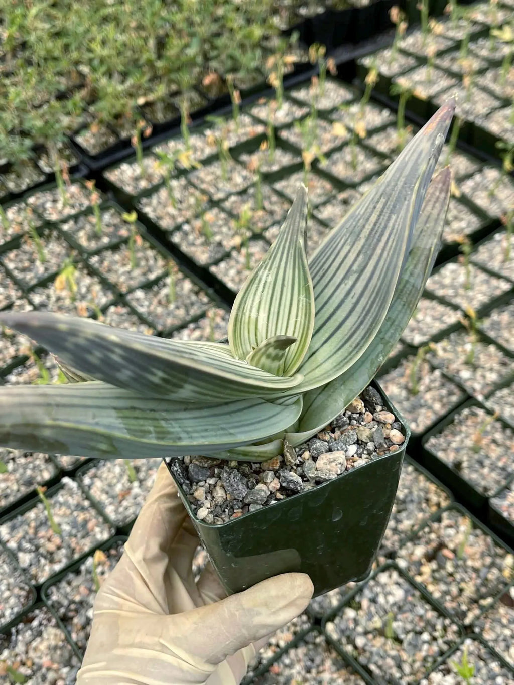 Aloe Karasbergensis Overgrown | Seed Grown Rare Live Succulent Plant