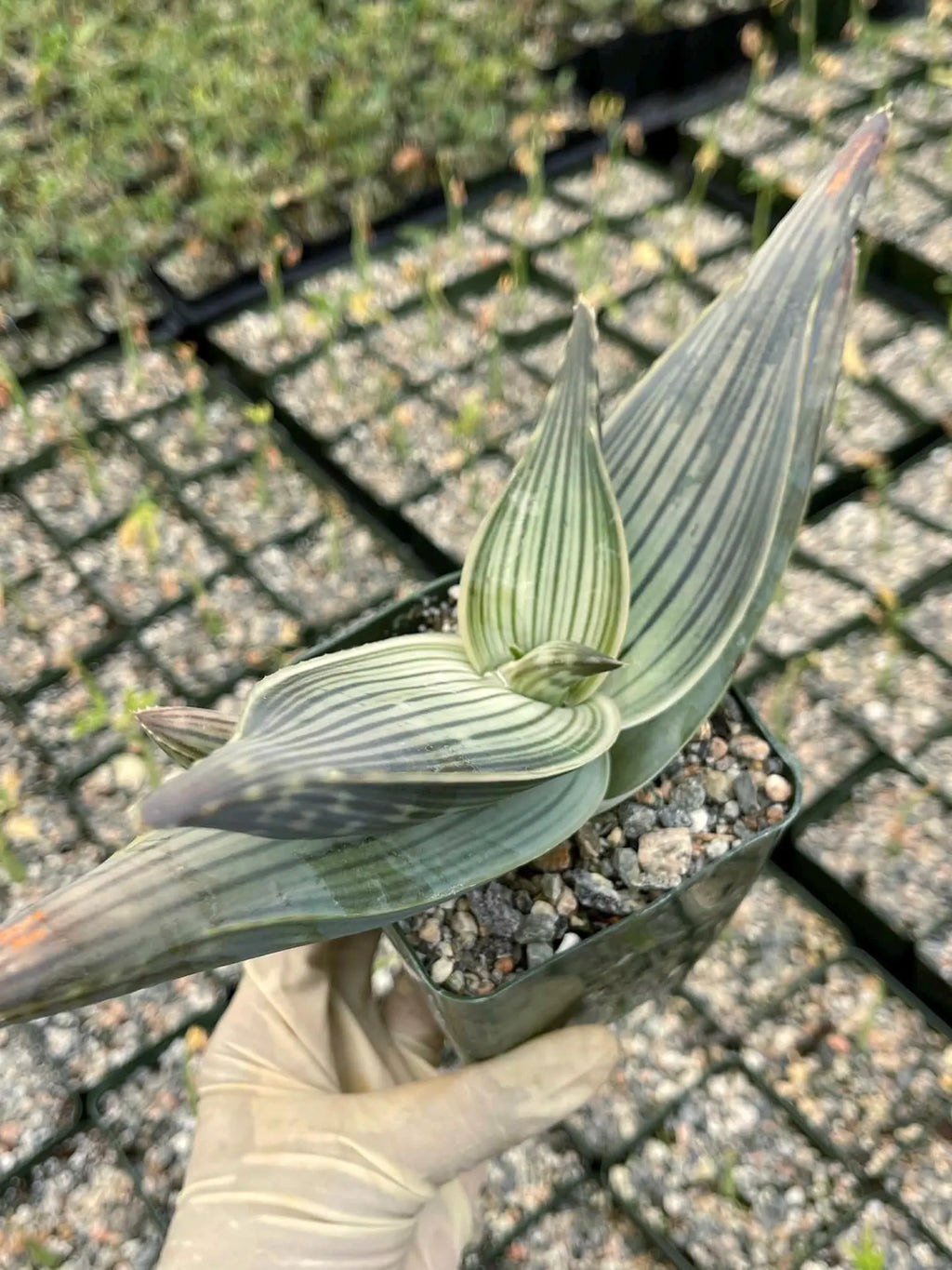 Aloe Karasbergensis Overgrown | Seed Grown Rare Live Succulent Plant