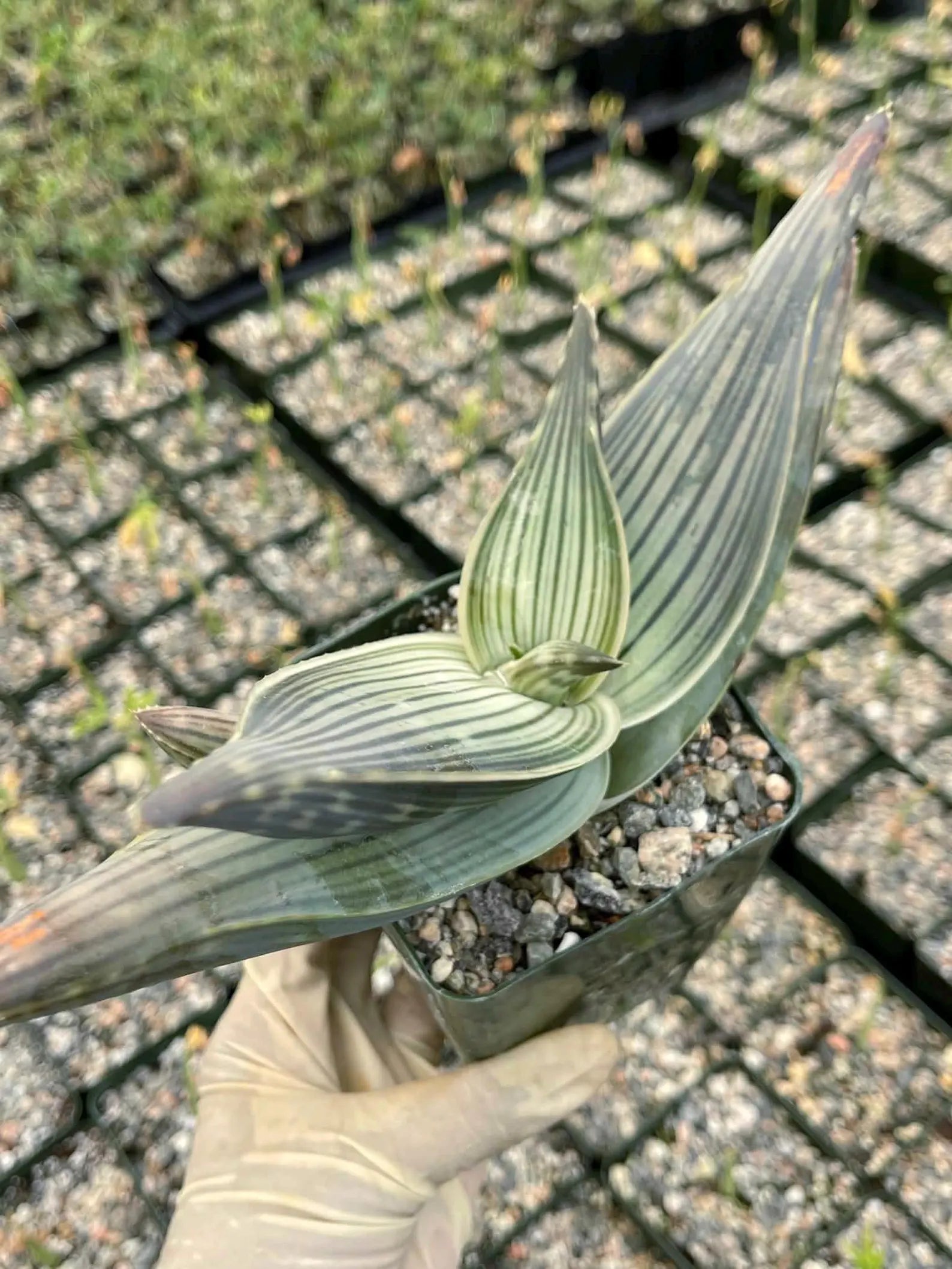 Aloe Karasbergensis Overgrown | Seed Grown Rare Live Succulent Plant