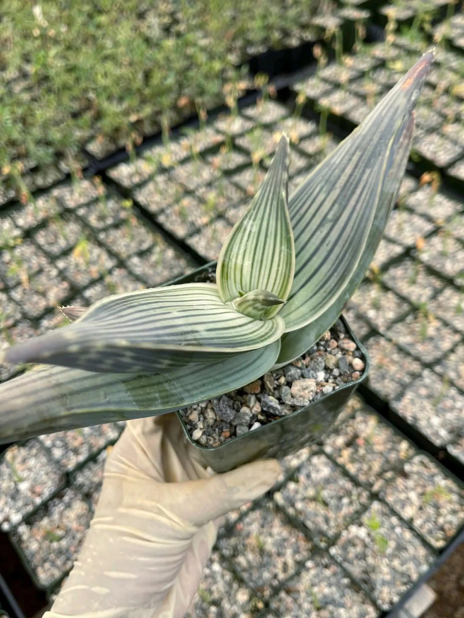 Aloe Karasbergensis Overgrown | Seed Grown Rare Live Succulent Plant
