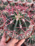 Ferocactus Gracilis Live Cactus | Rare Barrel Cactus | 6-Inch Succulent Plant