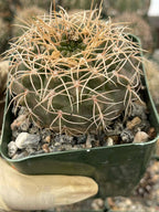 Gymnocalycium Golden Spine | Rare Seed Grown Live Cactus Plant