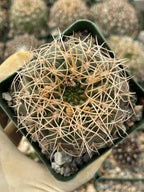 Gymnocalycium Golden Spine | Rare Seed Grown Live Cactus Plant