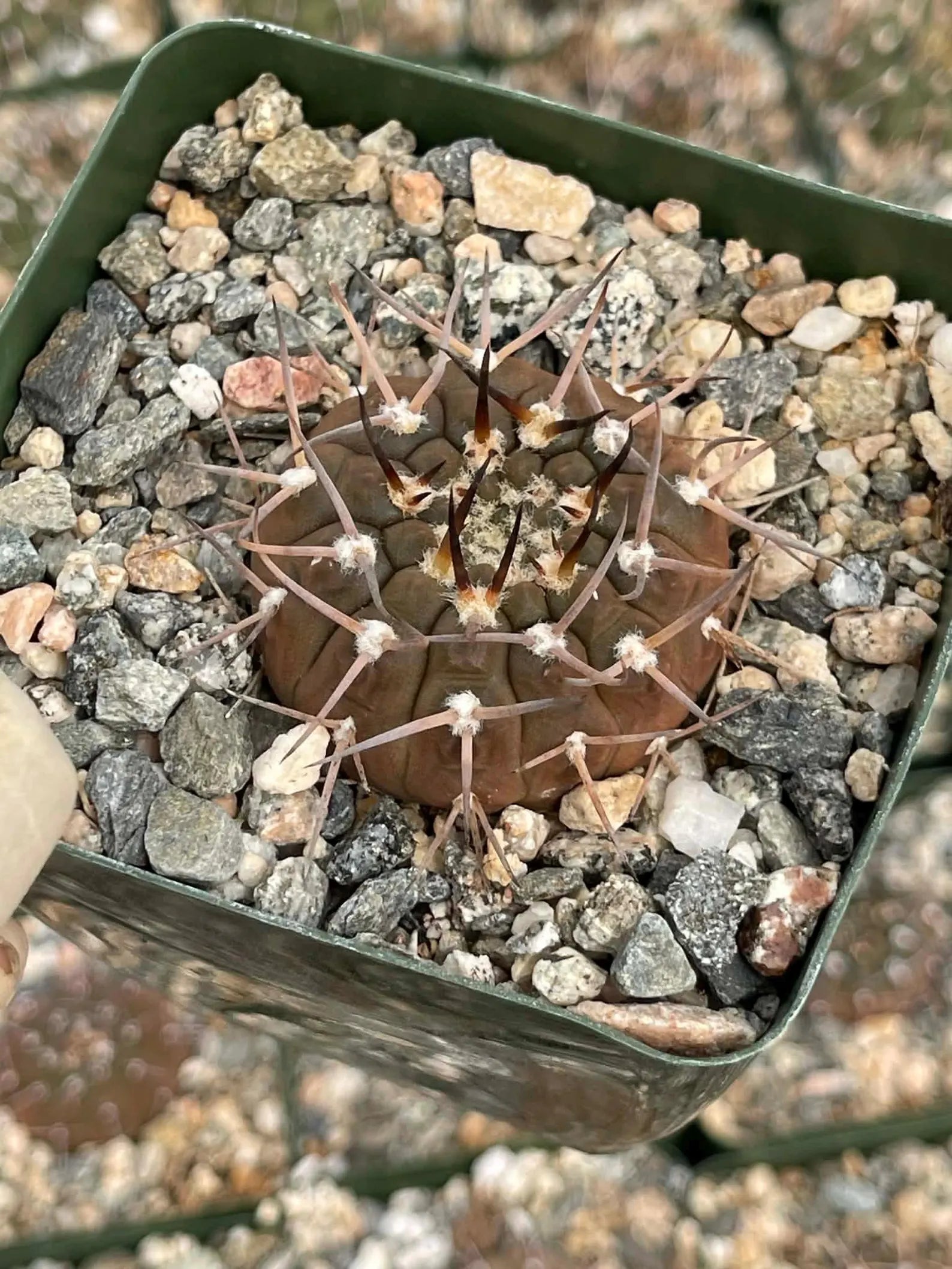 Gymnocalycium Schreiteri Live Cactus | Rare Seed-Grown 3.5 Inch Succulent Plant