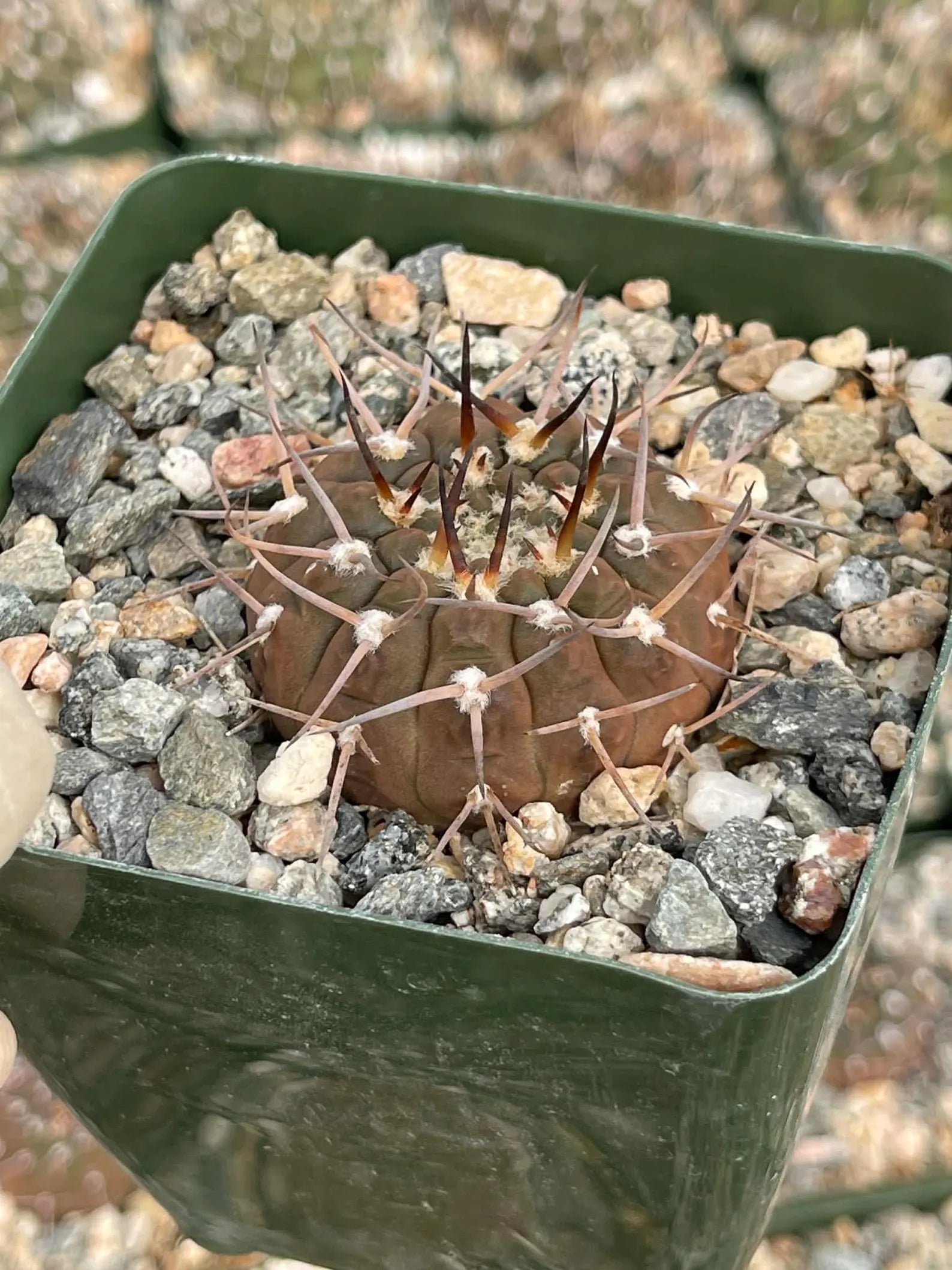 Gymnocalycium Schreiteri Live Cactus | Rare Seed-Grown 3.5 Inch Succulent Plant