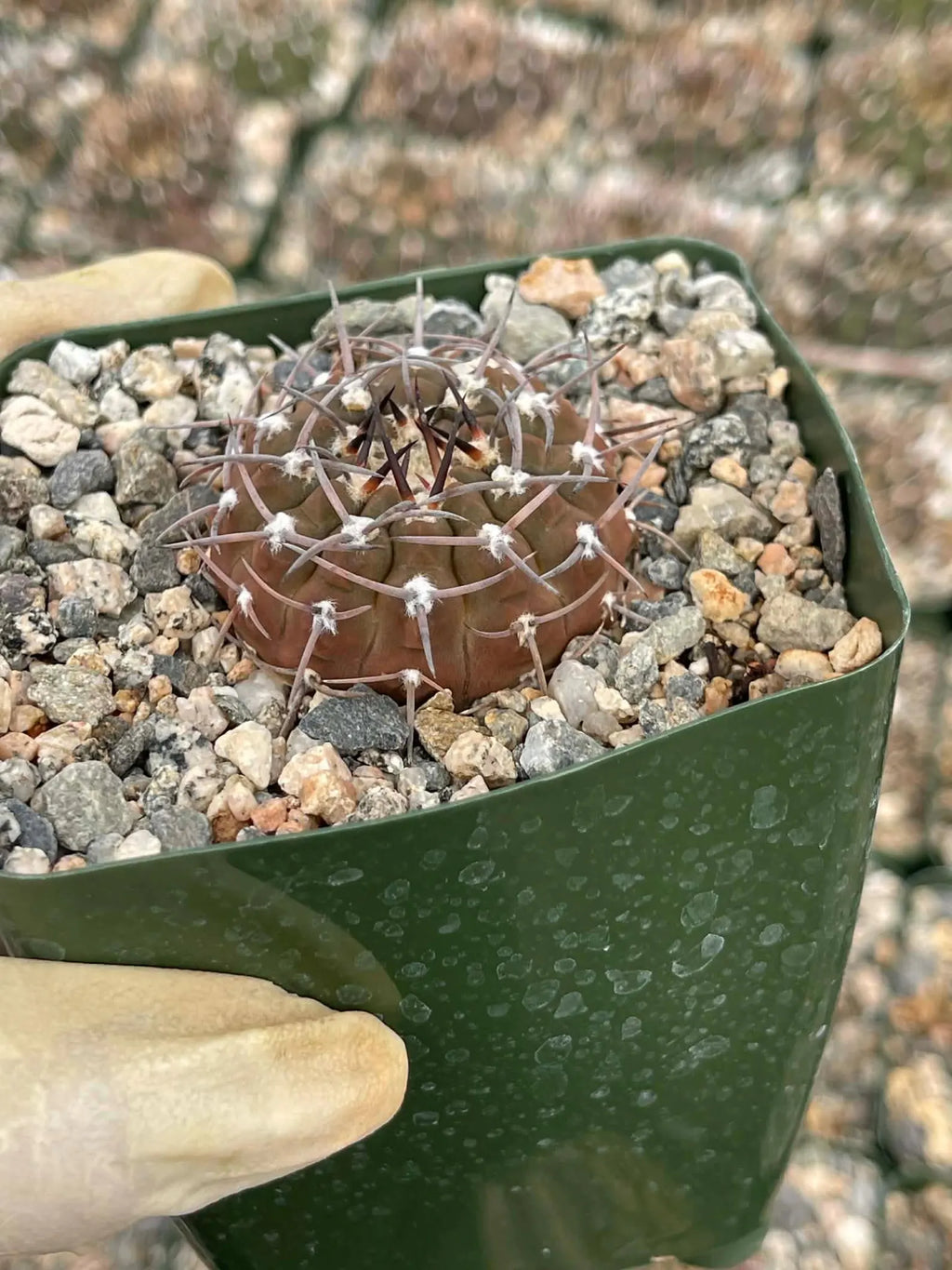 Gymnocalycium Schreiteri Live Cactus | Rare Seed-Grown 3.5 Inch Succulent Plant