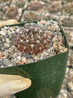 Gymnocalycium Schreiteri Live Cactus | Rare Seed-Grown 3.5 Inch Succulent Plant