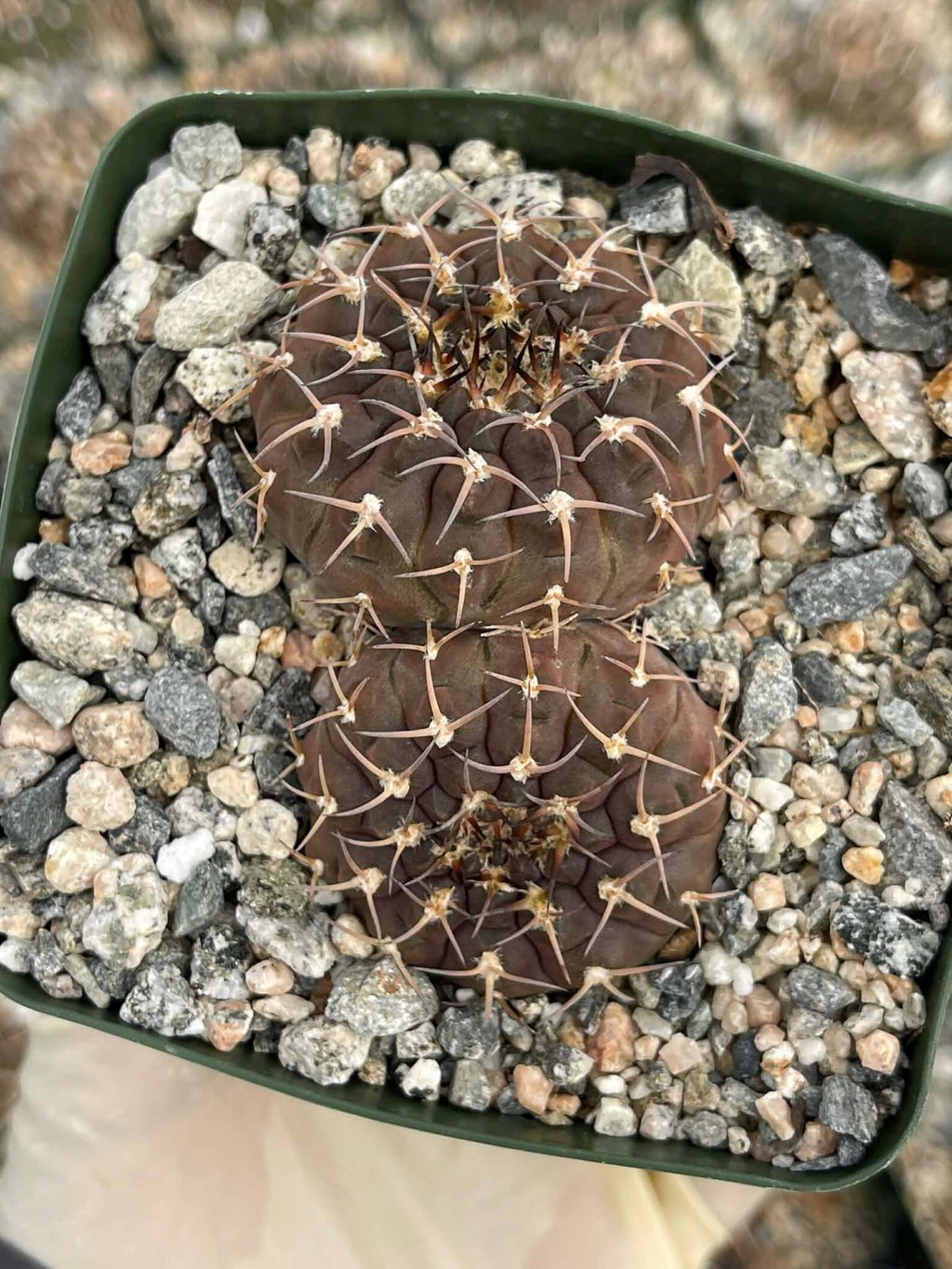 Gymnocalycium Schreiteri Live Cactus | Rare Seed-Grown 3.5 Inch Succulent Plant