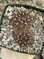 Gymnocalycium Schreiteri Live Cactus | Rare Seed-Grown 3.5 Inch Succulent Plant