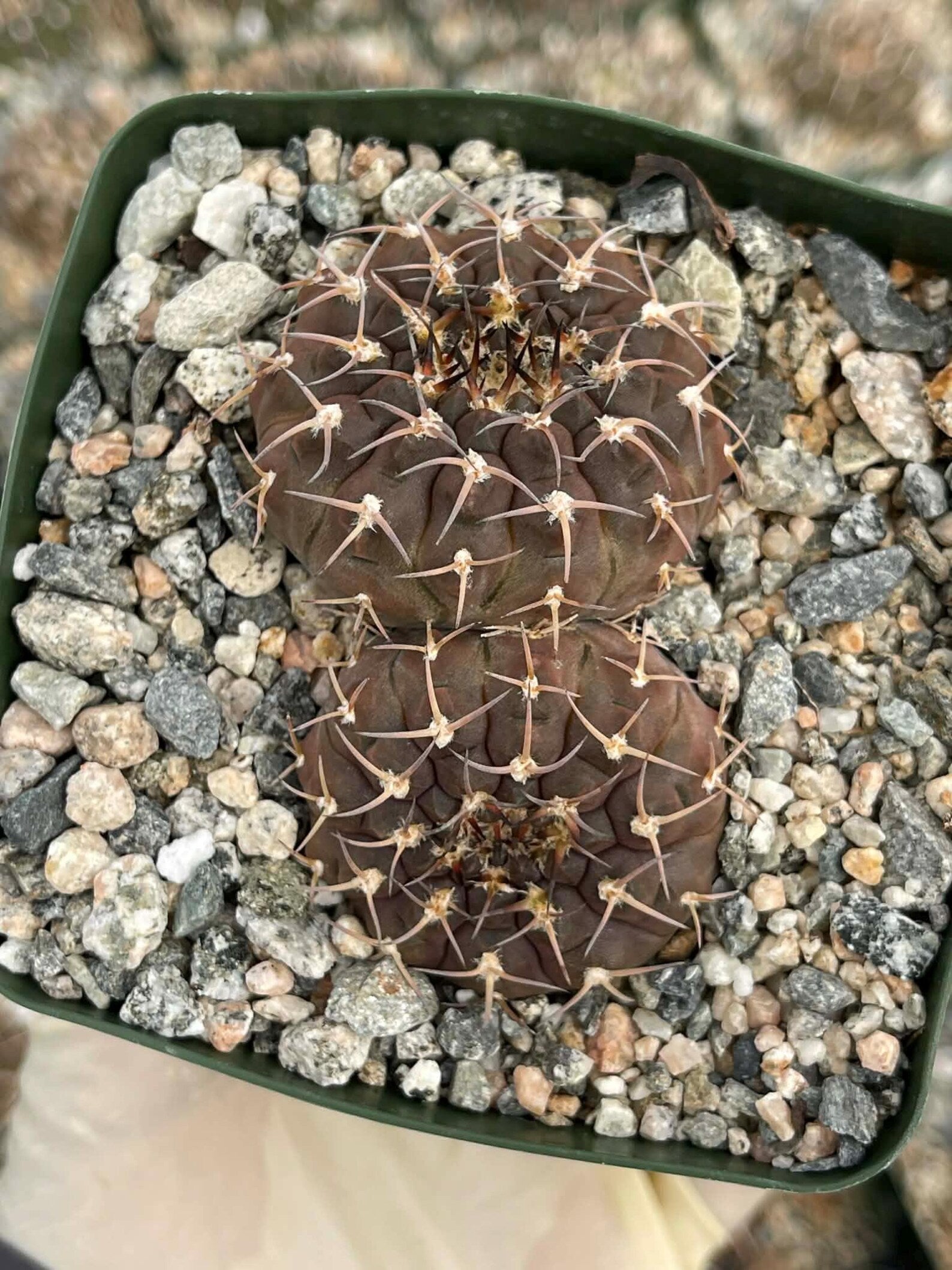Gymnocalycium Schreiteri Live Cactus | Rare Seed-Grown 3.5 Inch Succulent Plant
