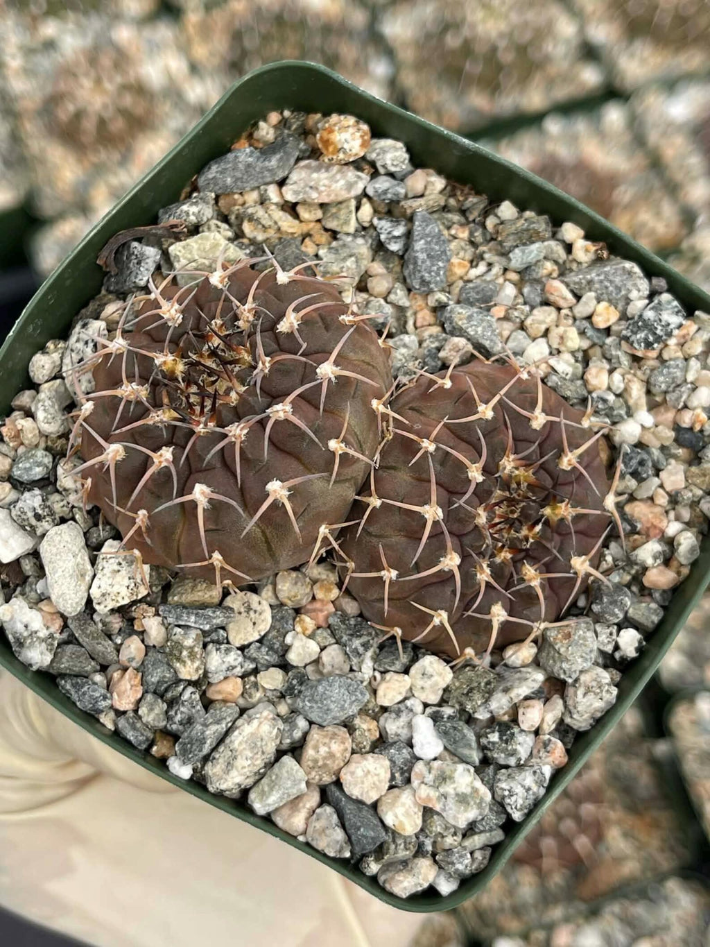 Gymnocalycium Schreiteri Live Cactus | Rare Seed-Grown 3.5 Inch Succulent Plant