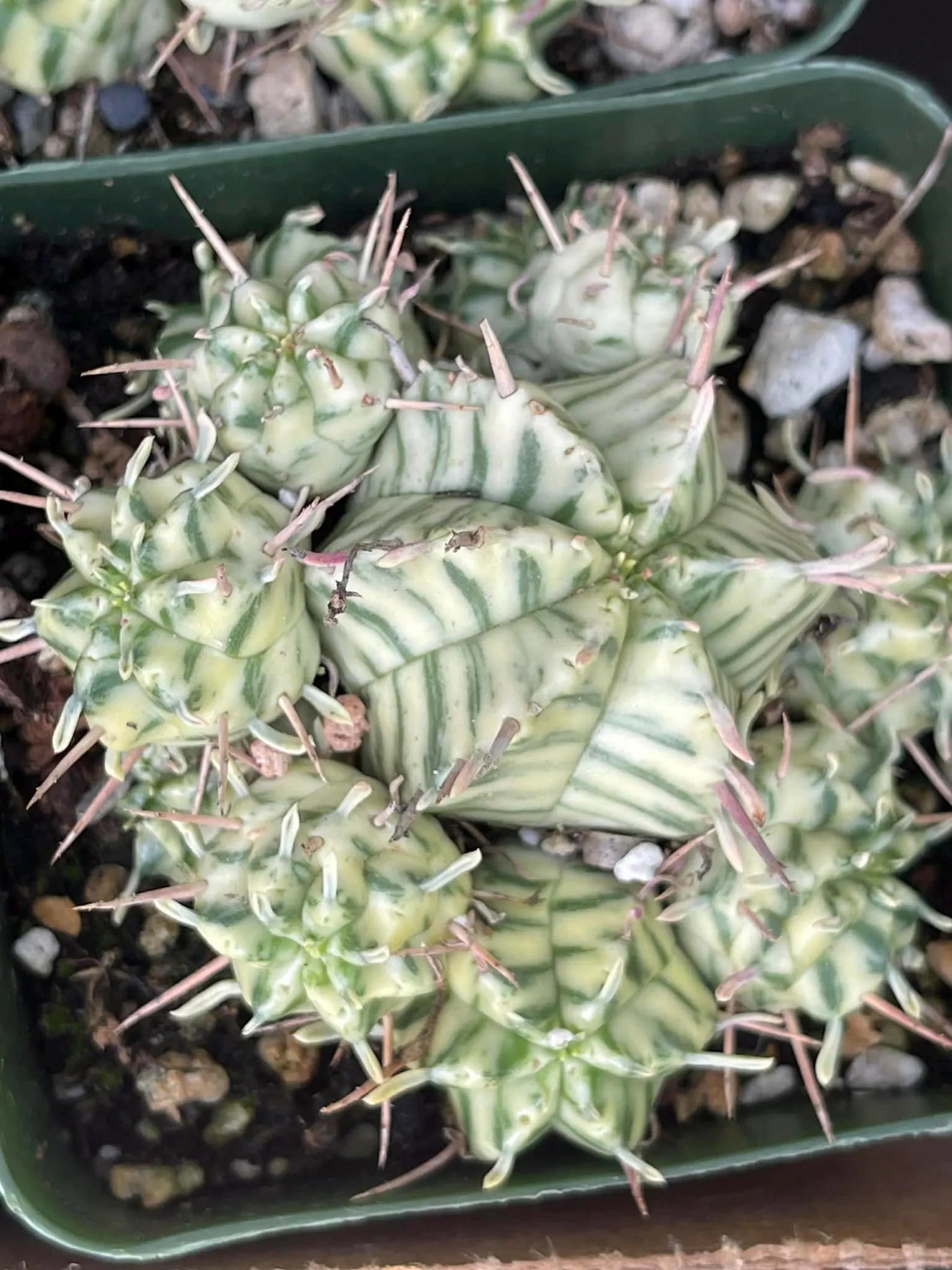 3.5" Variegated Euphorbia Meloformis Cluster | Rare Live Succulent | Variegated Collector Plant | Full Pot