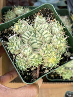 3.5" Variegated Euphorbia Meloformis Cluster | Rare Live Succulent | Variegated Collector Plant | Full Pot