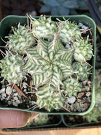 3.5" Variegated Euphorbia Meloformis Cluster | Rare Live Succulent | Variegated Collector Plant | Full Pot