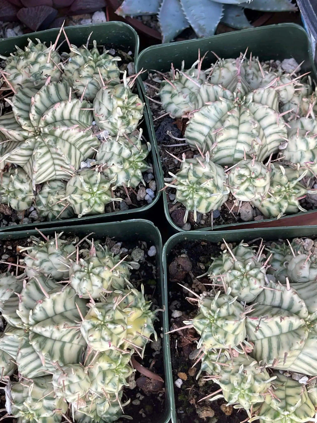 3.5" Variegated Euphorbia Meloformis Cluster | Rare Live Succulent | Variegated Collector Plant | Full Pot