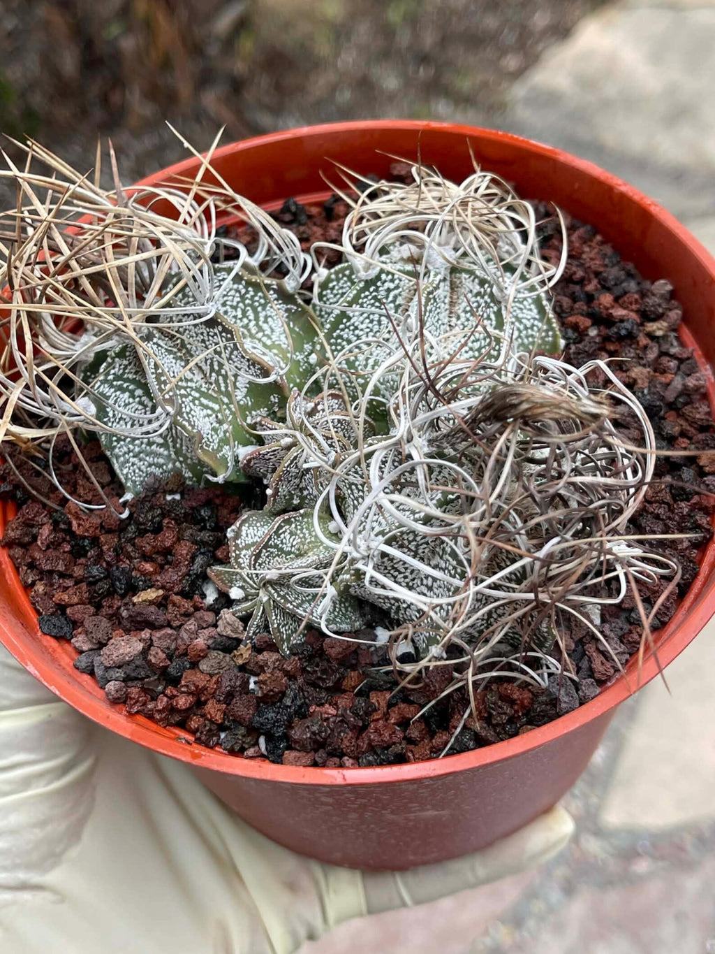Astrophytum Capricorne Cluster #49 | Multi-Head Live Cactus