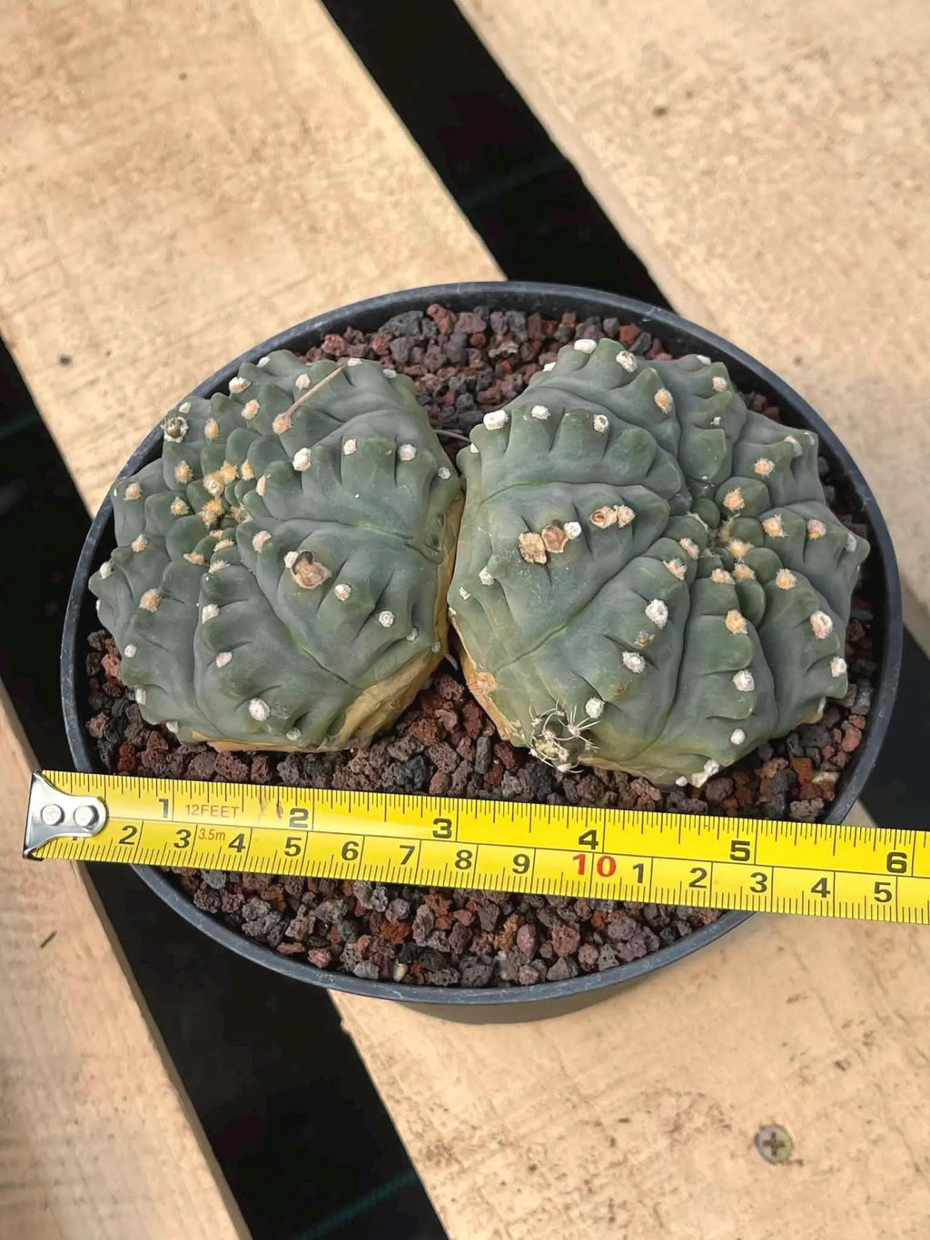 Gymnocalycium Vaterii Spineless Double Heads | Live Cactus | 6" Pot | #162
