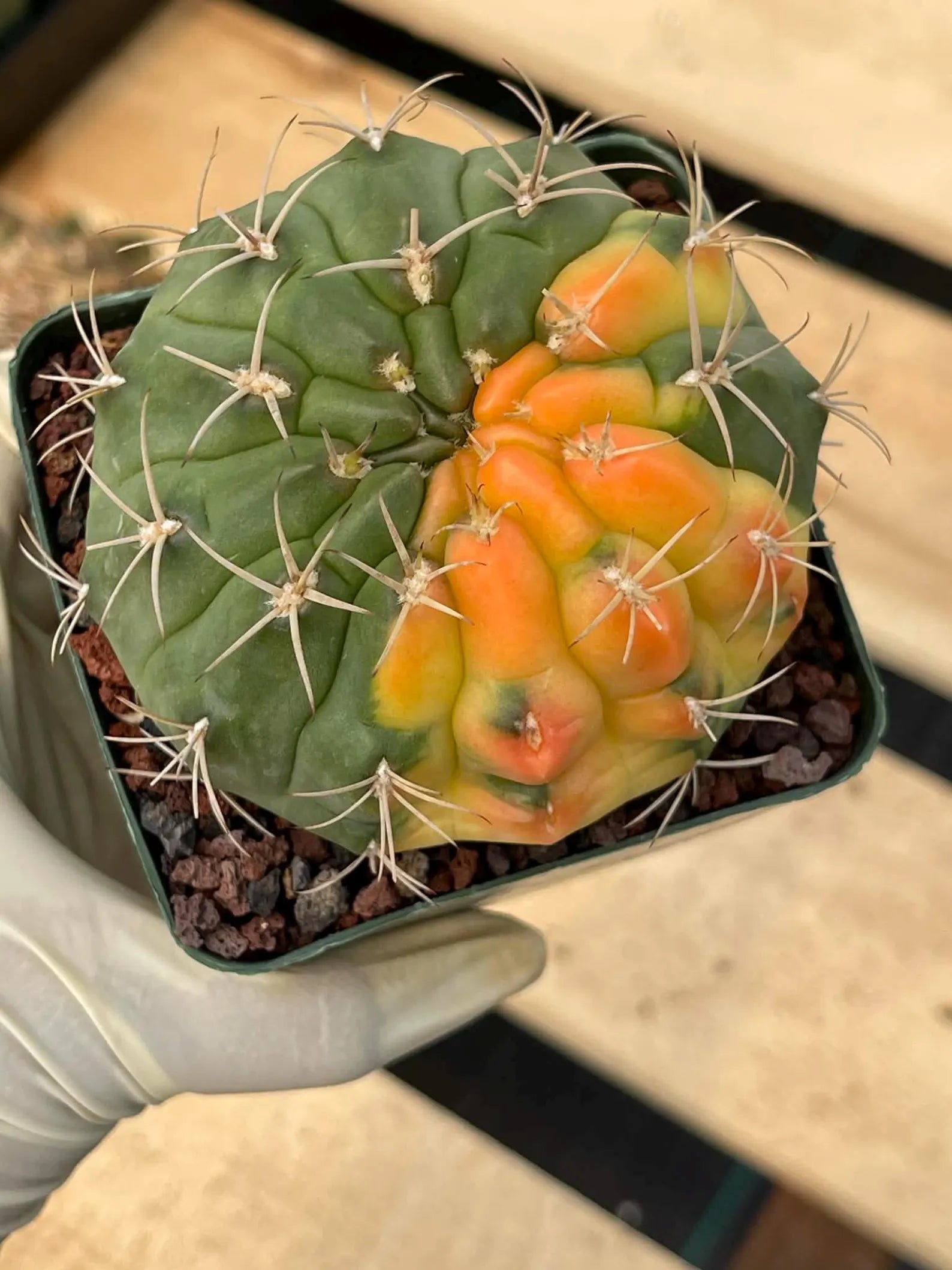 Variegated Gymnocalycium Eurypleurum Rare Live Cactus – Exact Plant #77