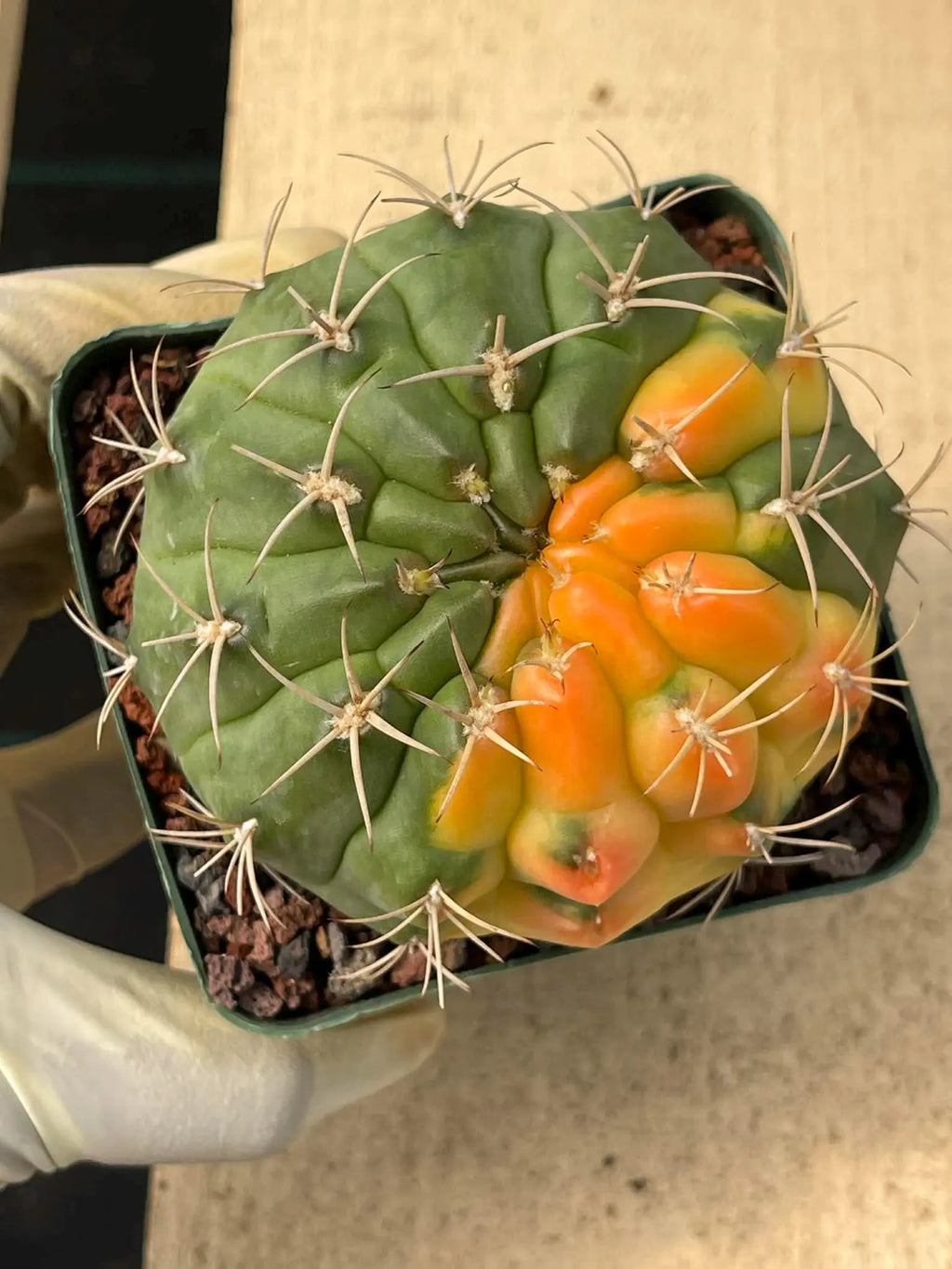 Variegated Gymnocalycium Eurypleurum Rare Live Cactus – Exact Plant #77