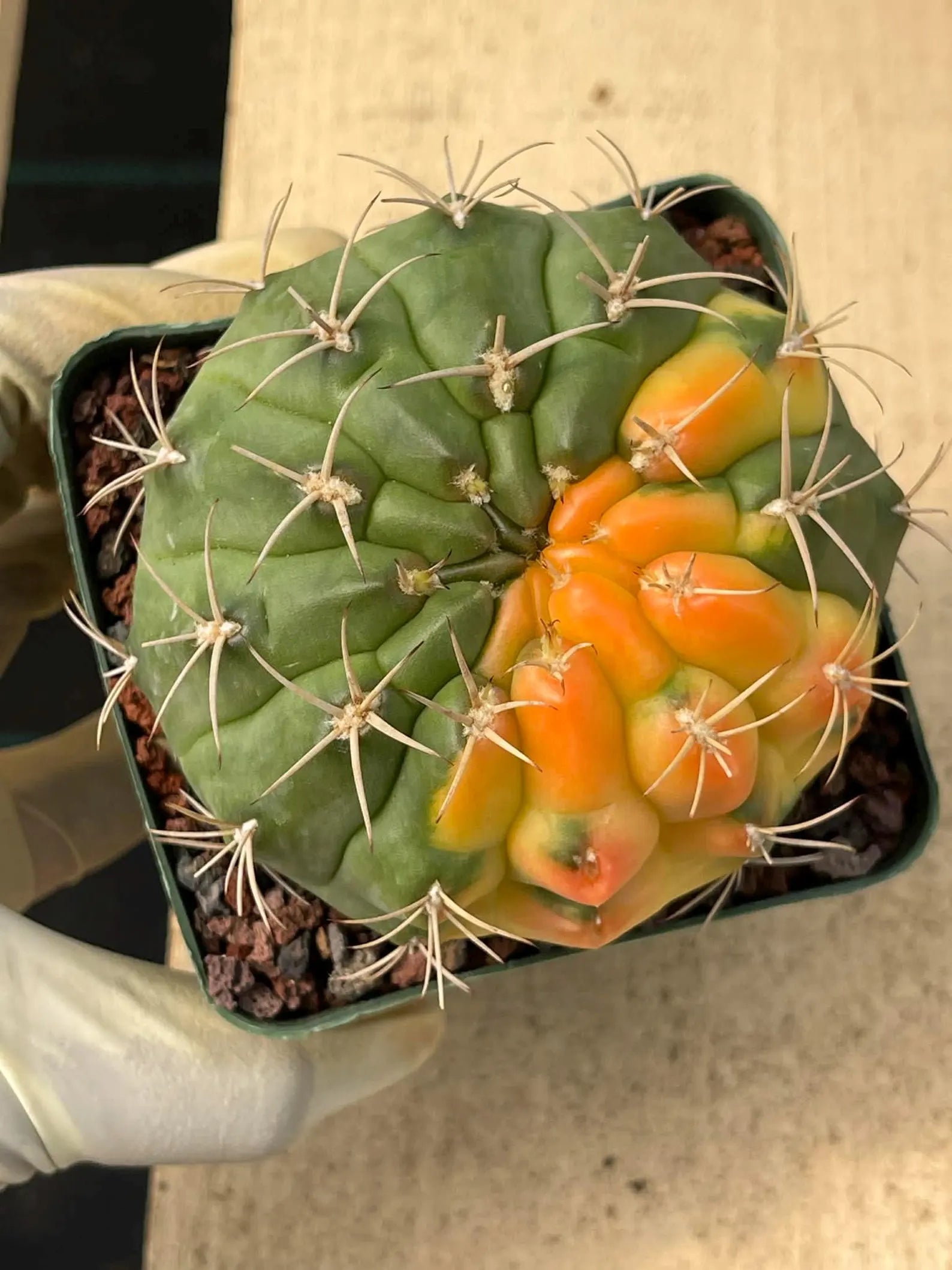 Variegated Gymnocalycium Eurypleurum Rare Live Cactus – Exact Plant #77