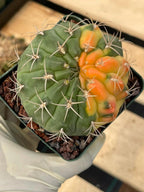 Variegated Gymnocalycium Eurypleurum Rare Live Cactus – Exact Plant #77
