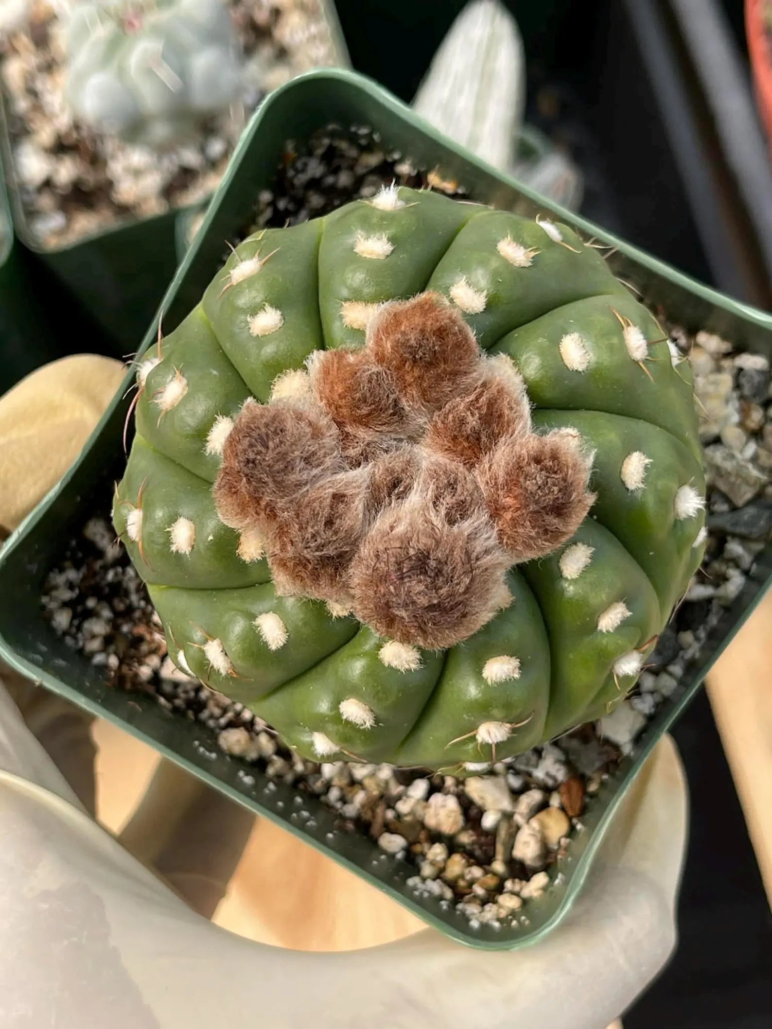Rare Notocactus Ball Cactus Live Plant | 3.5-Inch Exotic Cactus Succulent | Collector Plant #284