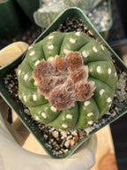 Rare Notocactus Ball Cactus Live Plant | 3.5-Inch Exotic Cactus Succulent | Collector Plant #284