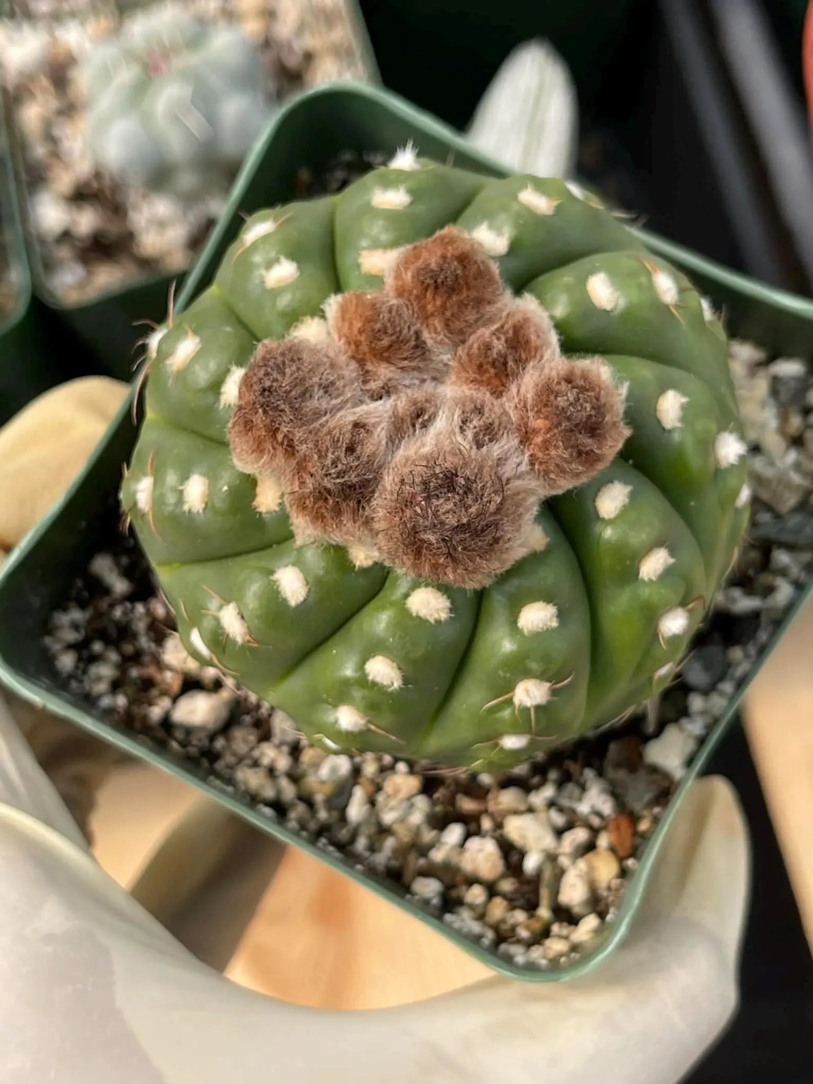 Rare Notocactus Ball Cactus Live Plant | 3.5-Inch Exotic Cactus Succulent | Collector Plant #284