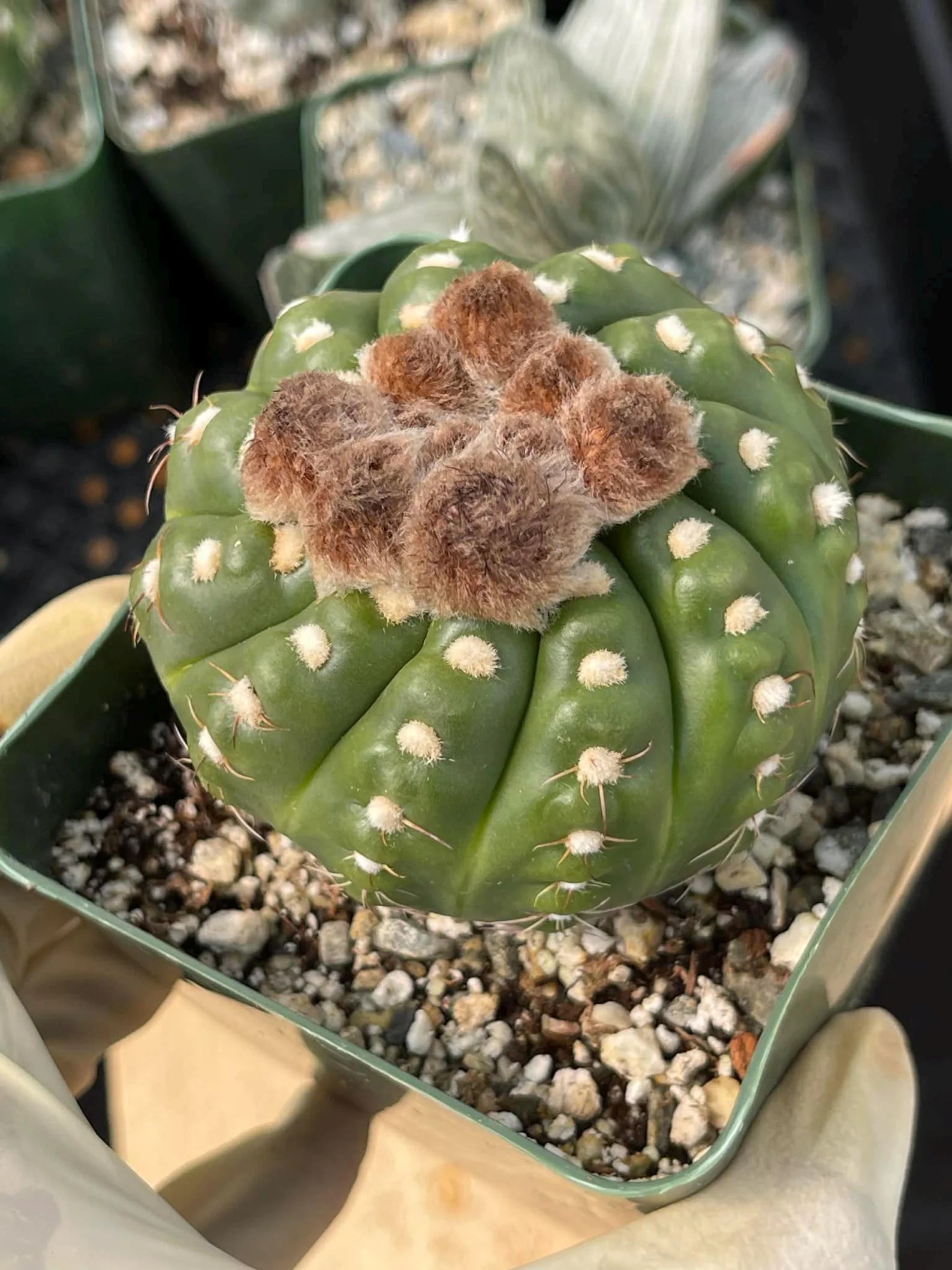 Notocactus Inermis Rare Ball Cactus Live Plant Exotic Succulent Collection