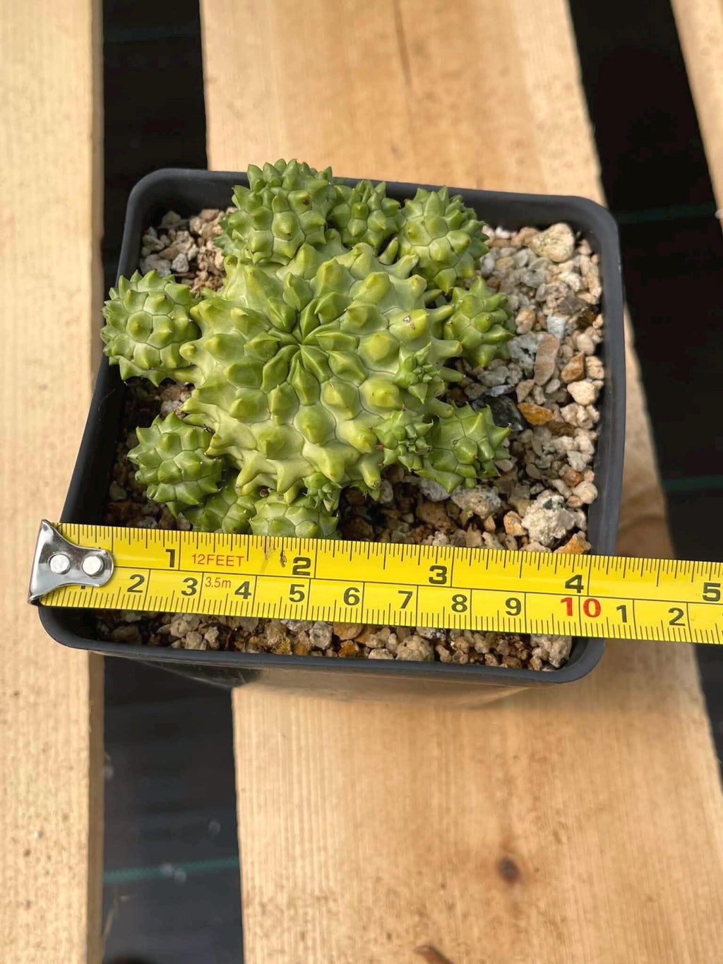 Euphorbia Susannae Cluster | Rare Seed-Grown Live Succulent