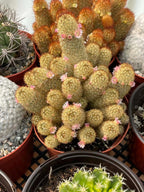 Large Mammillaria Elongata Cactus | 6 Inch Rare Live Cactus Plant | Easy-Care Succulent