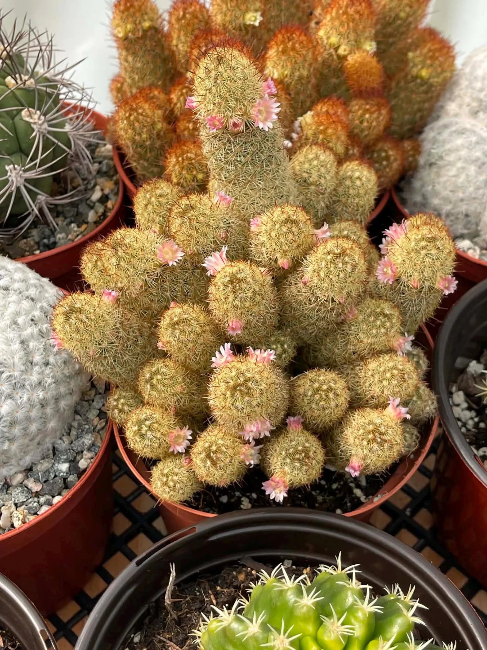 Large Mammillaria Elongata Cactus | 6 Inch Rare Live Cactus Plant | Easy-Care Succulent