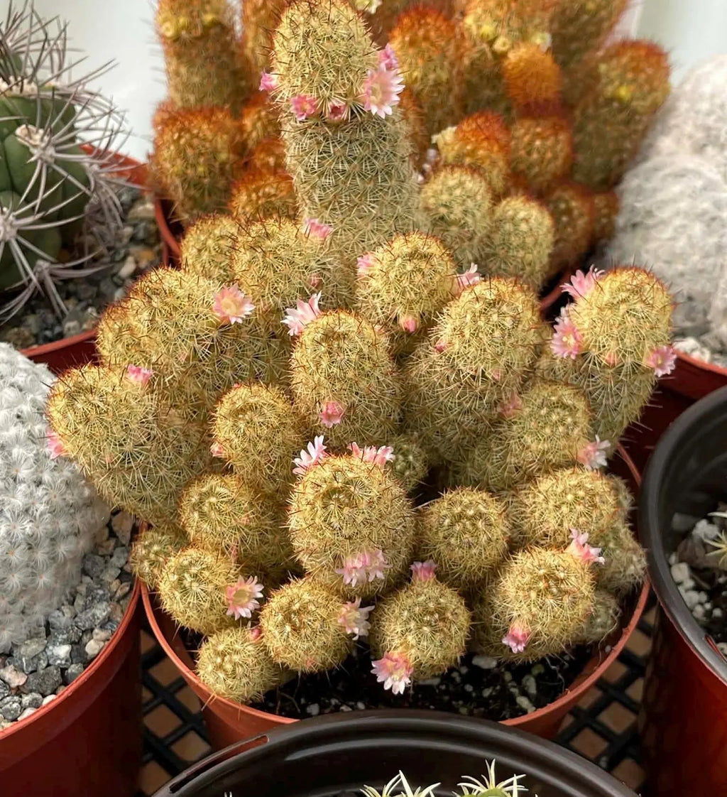 Large Mammillaria Elongata Cactus | 6 Inch Rare Live Cactus Plant | Easy-Care Succulent