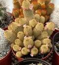 Large Mammillaria Elongata Cactus | 6 Inch Rare Live Cactus Plant | Easy-Care Succulent