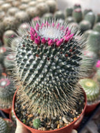 Mammillaria Un Pico 6” | Large Live Cactus