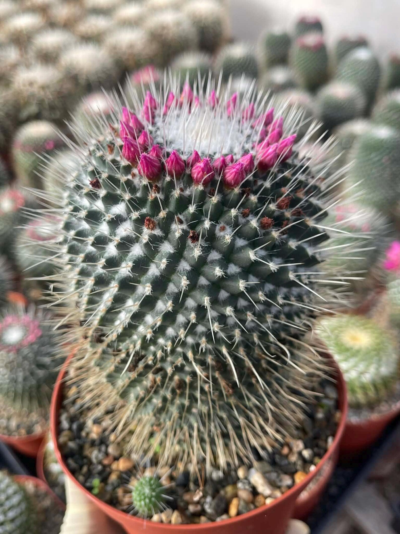 Mammillaria Un Pico 6” | Large Live Cactus