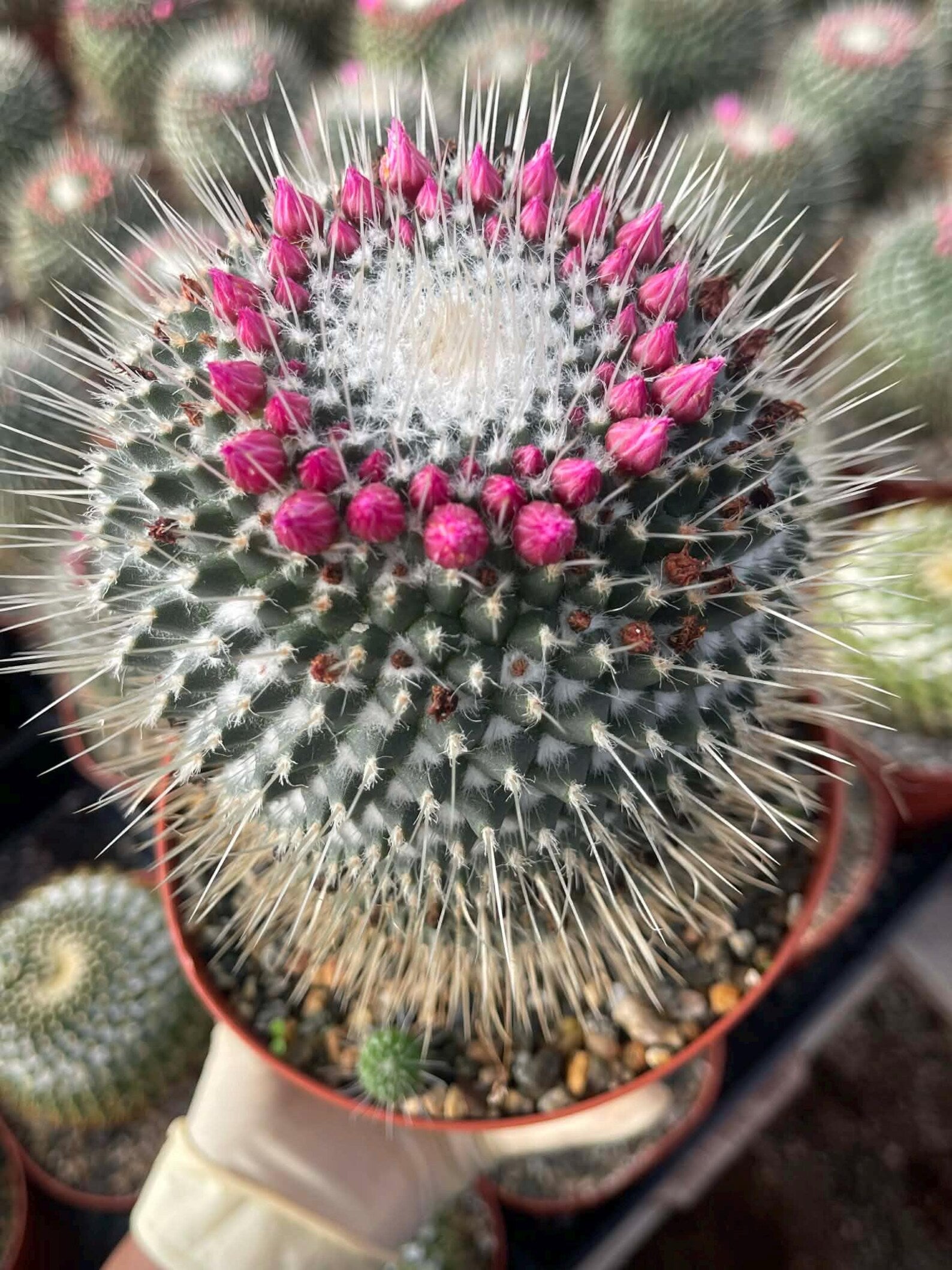 Mammillaria Un Pico 6” | Large Live Cactus