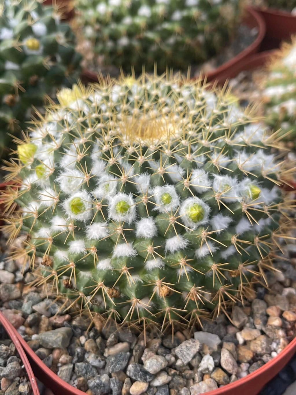 6" Mammillaria Marksiana Live Cactus | Rare Large Blooming Cactus Plant
