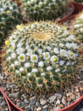 6" Mammillaria Marksiana Live Cactus | Rare Large Blooming Cactus Plant