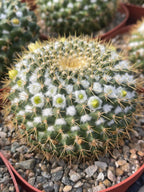 6" Mammillaria Marksiana Live Cactus | Rare Large Blooming Cactus Plant