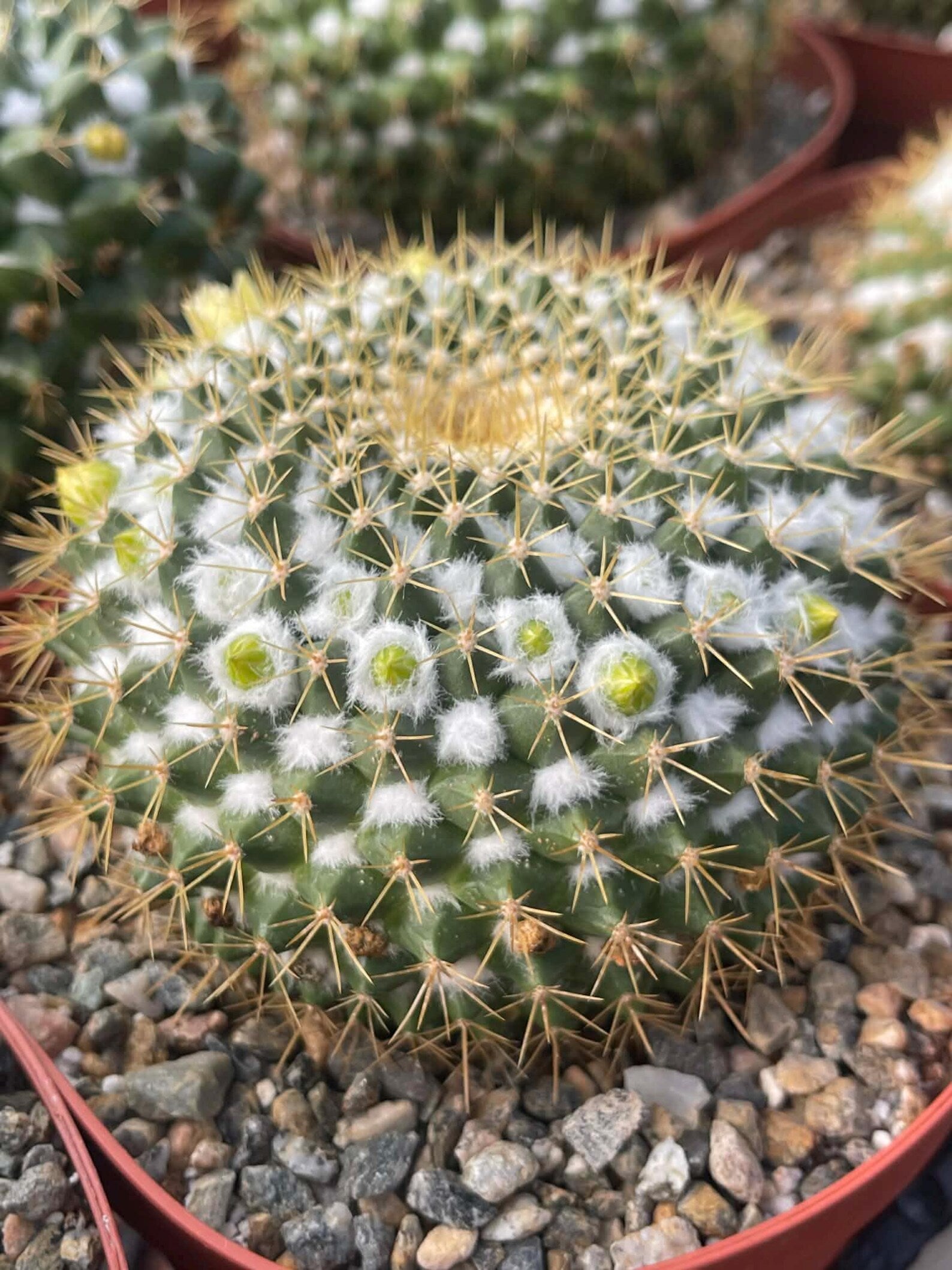 6" Mammillaria Marksiana Live Cactus | Rare Large Blooming Cactus Plant