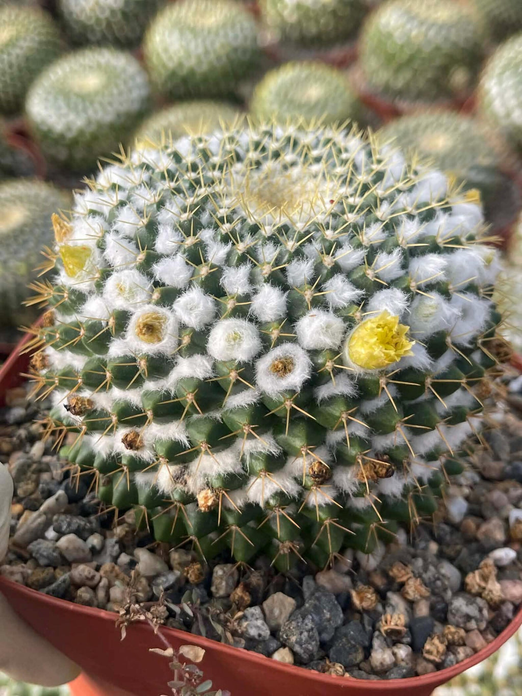6" Mammillaria Marksiana Live Cactus | Rare Large Blooming Cactus Plant