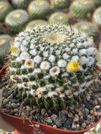 6" Mammillaria Marksiana Live Cactus | Rare Large Blooming Cactus Plant