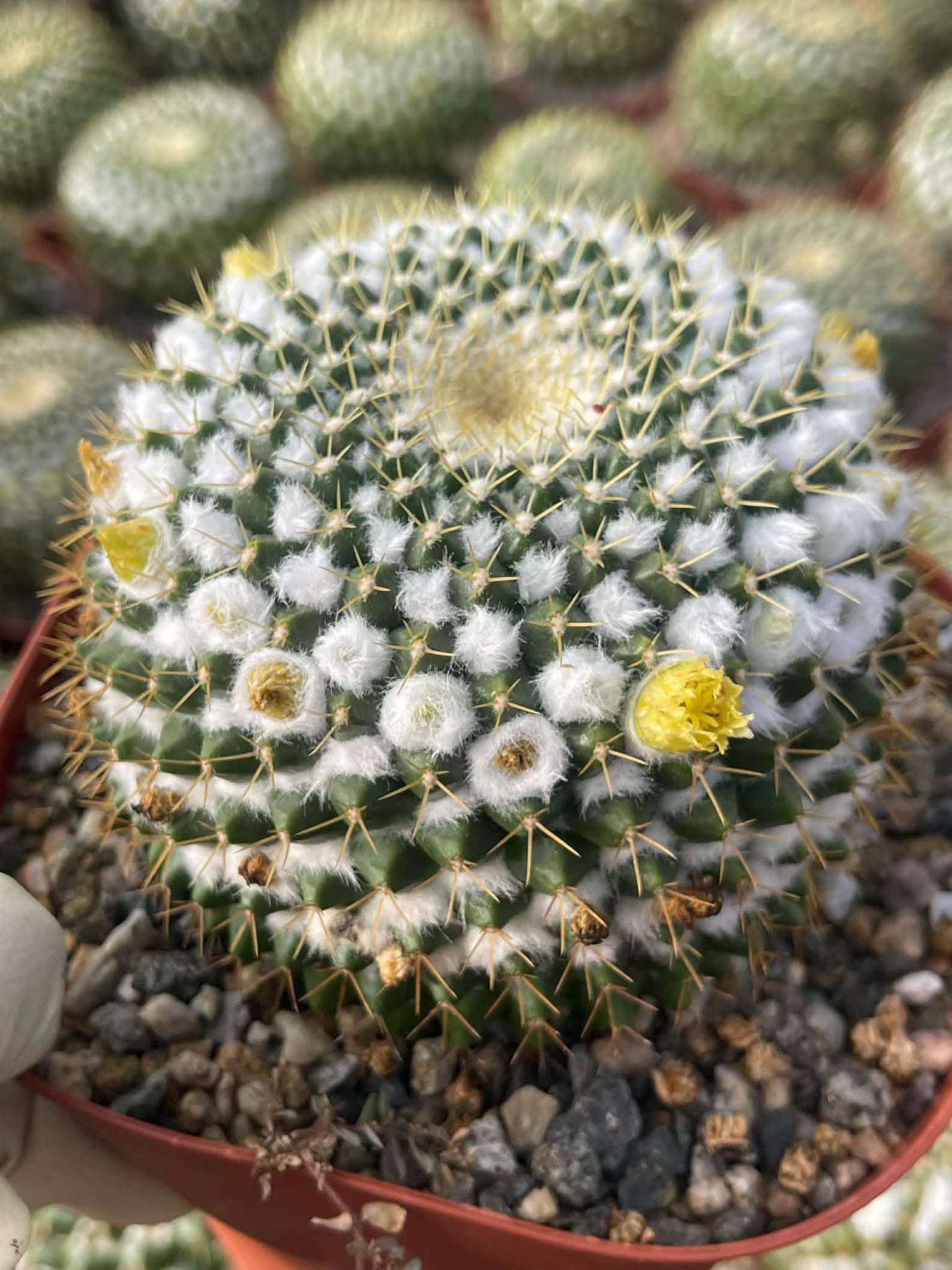 6" Mammillaria Marksiana Live Cactus | Rare Large Blooming Cactus Plant