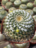 6" Mammillaria Marksiana Live Cactus | Rare Large Blooming Cactus Plant